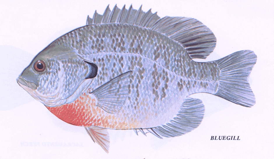 Bluegill