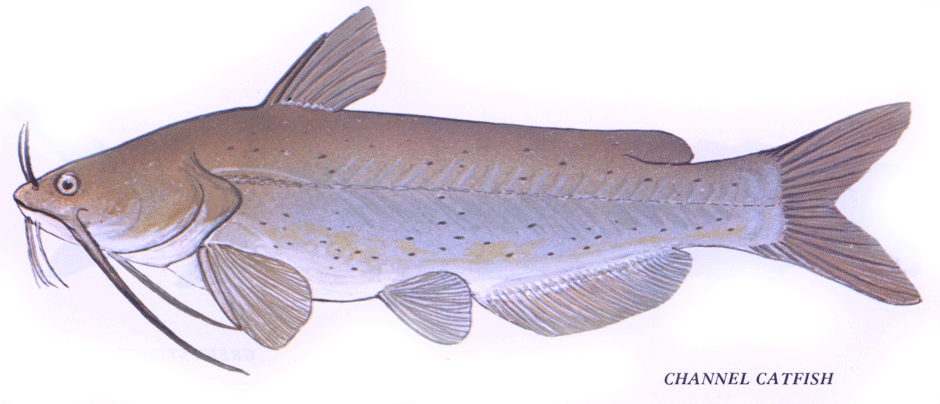 Channel Catfish
