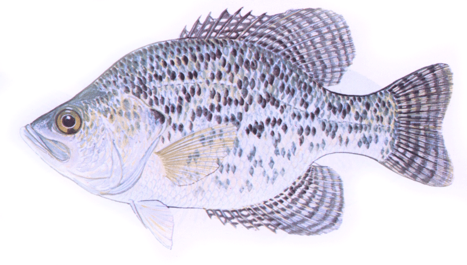 Black Crappie
