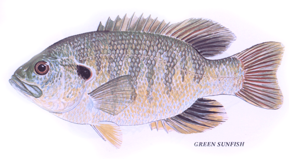Green Sunfish