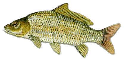 Israeli Carp