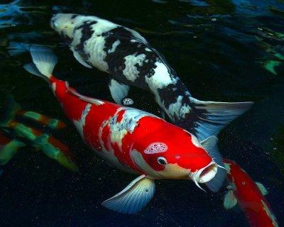 Koi
