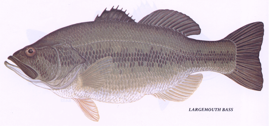 Largemouth Bass