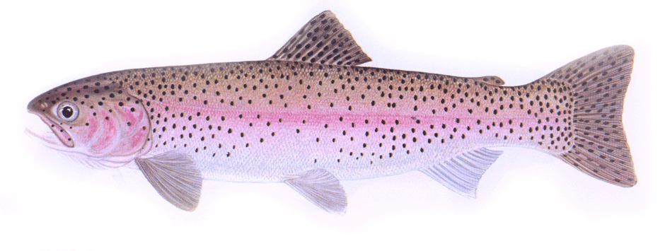 Rainbow Trout