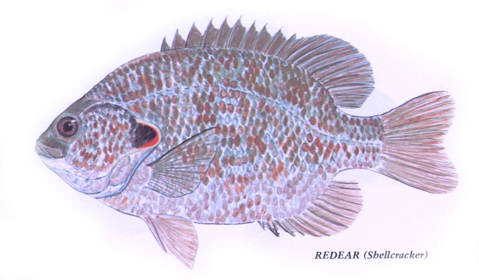 Redear Sunfish